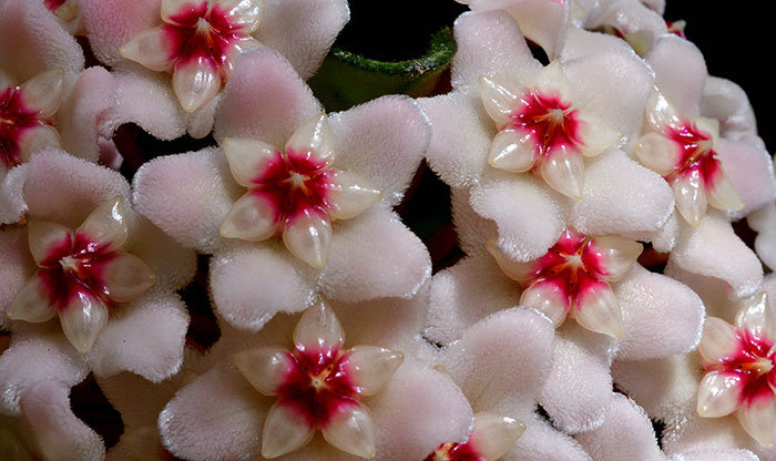 Flores de Hoya carnosa