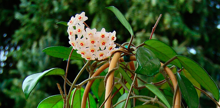 Hoya carnosa | Revista de Flores, Plantas, Jardinería, Paisajismo y Medio  ambiente