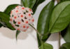 Flores de Hoya carnosa