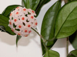 Flores de Hoya carnosa