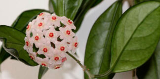 Flores de Hoya carnosa
