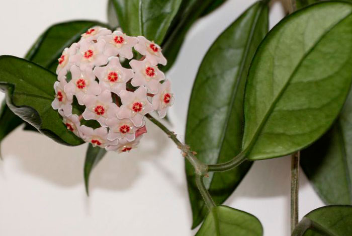 Hoya carnosa | Revista de Flores, Plantas, Jardinería, Paisajismo y Medio  ambiente