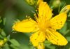 Hypericum perforatum