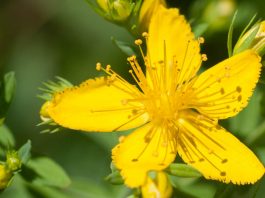 Hypericum perforatum