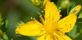 Hypericum perforatum