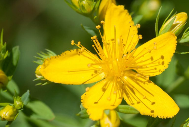 Hypericum perforatum