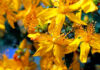 Flores de Hypericum perforatum