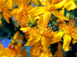 Flores de Hypericum perforatum