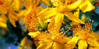 Flores de Hypericum perforatum