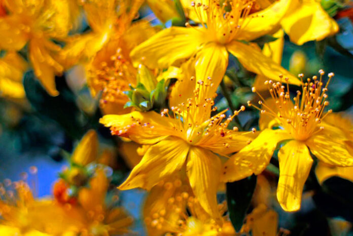 Flores de Hypericum perforatum