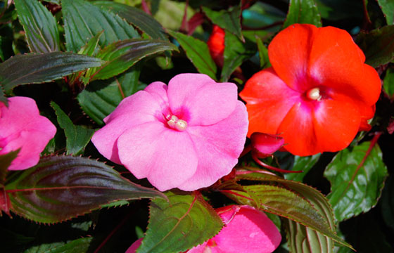 Flores de primavera de impatiens