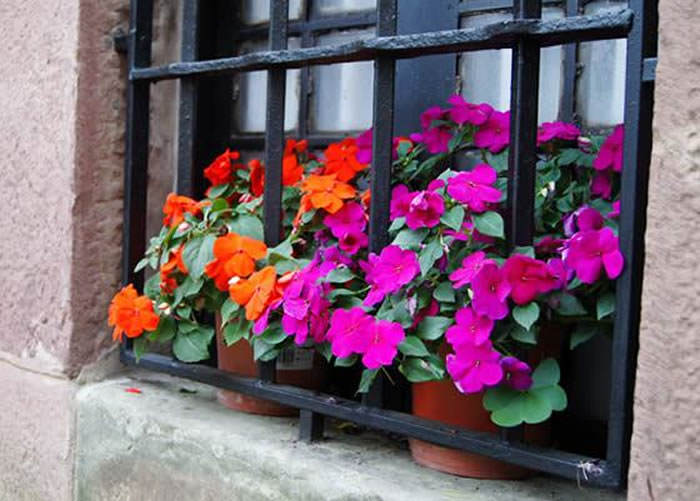 flores de impatiens walleria