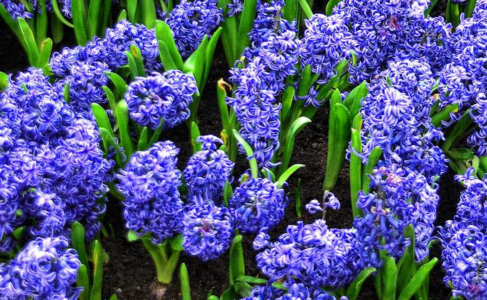 Flores de Jacinto azules