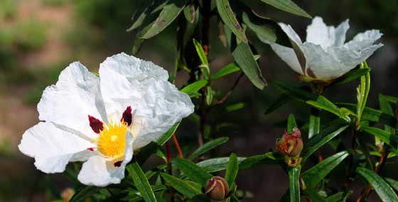 Flores Jaras