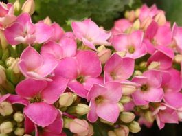 Flores de Kalanchoe blossfeldiana