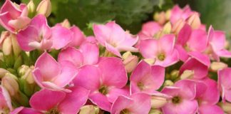 Flores de Kalanchoe blossfeldiana