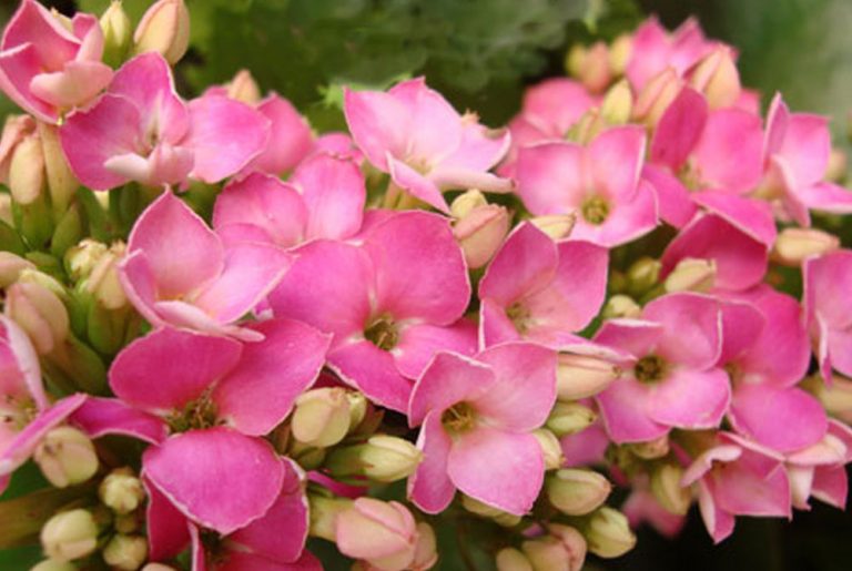 Flores de Kalanchoe blossfeldiana