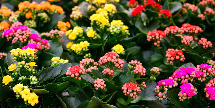 Flores de kalanchoe