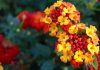 Flores de Lantana camara