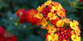 Flores de Lantana camara