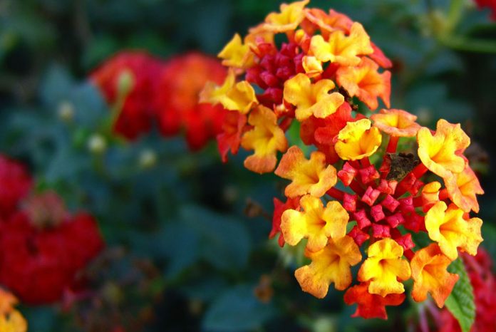 Flores de Lantana camara