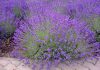 Flores de lavanda