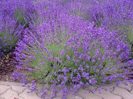 Flores de lavanda