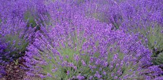 Flores de lavanda