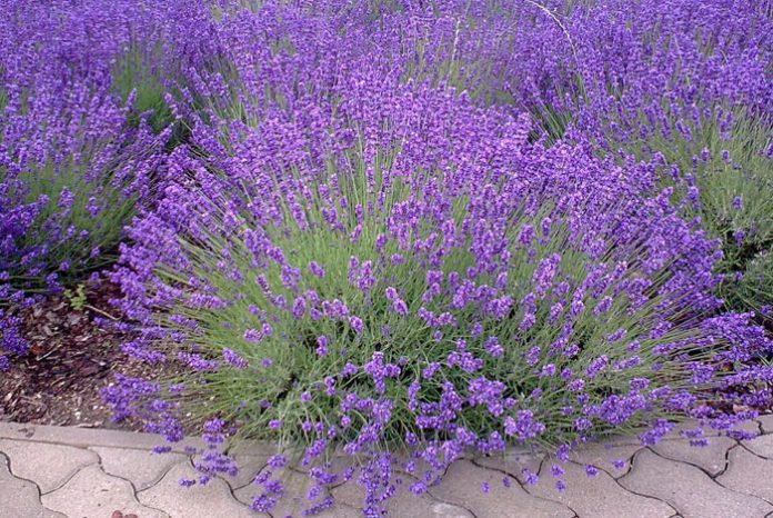 Flores de lavanda