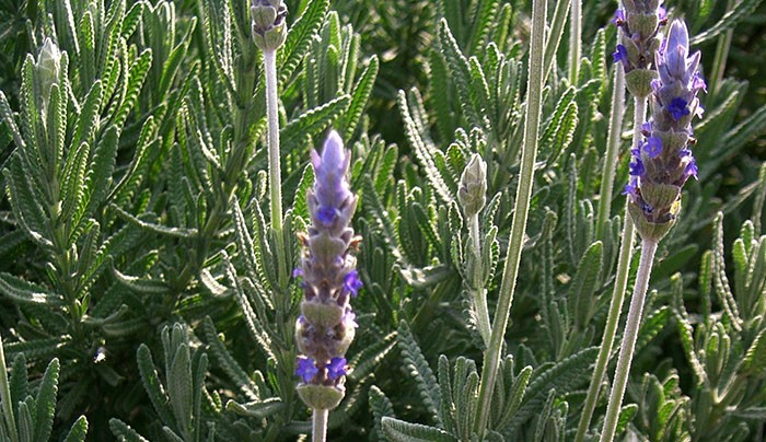 Flores de Lavandula dentata