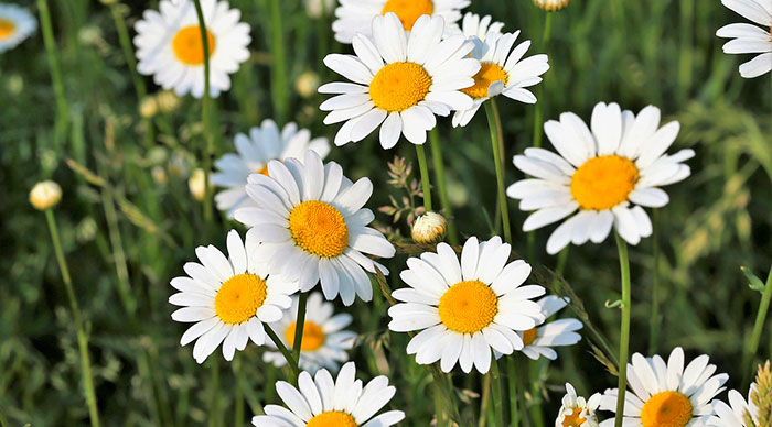 Flores de Leucanthemum vulgare