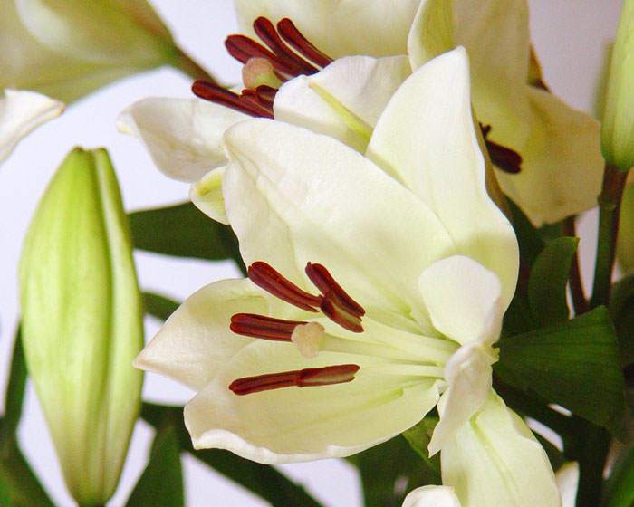 Flores de Lilium asiático blancas