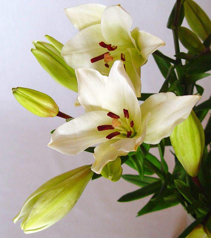 Flores de Lilium asiático