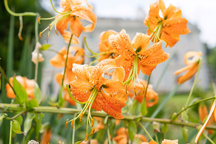 Flores de Lilium henryi