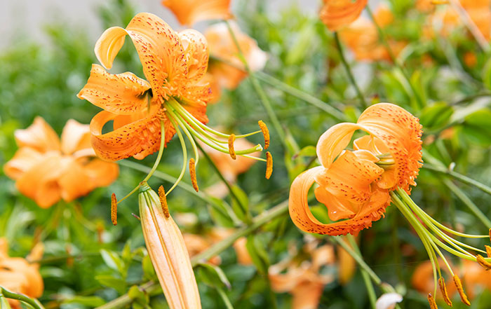 Flores de Lilium henryi