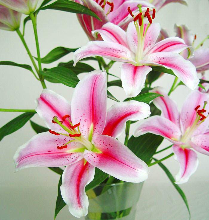 Flores de Lilium oriental