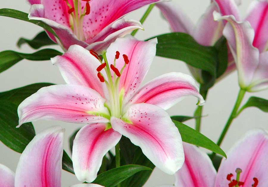 El Lilium | Revista de Flores, Plantas, Jardinería, Paisajismo y Medio  ambiente