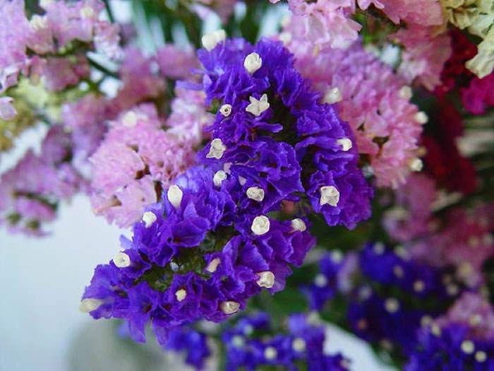 Flores de Limonium sinuatum