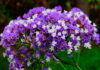 Flores de Limonium sinuatum