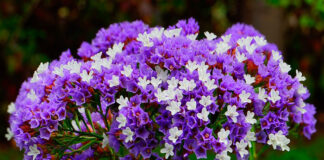 Flores de Limonium sinuatum