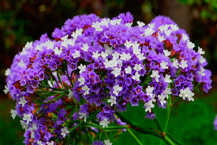 Flores de Limonium sinuatum