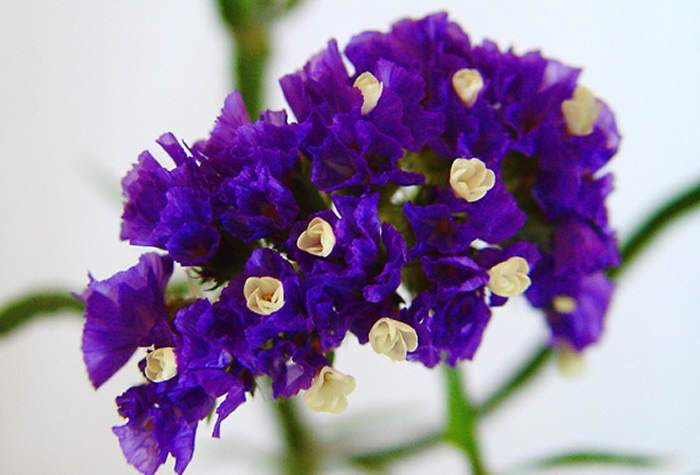 Flores de Limonium sinuatum azules