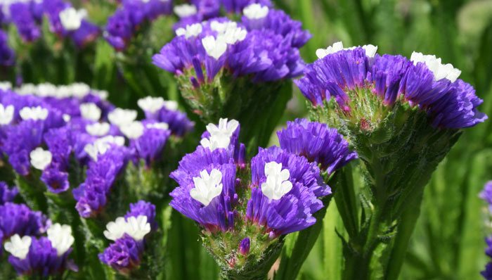 Flores de Limonium sinuatum azules