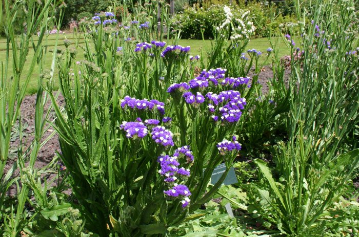 Limonium sinuatum en jardín