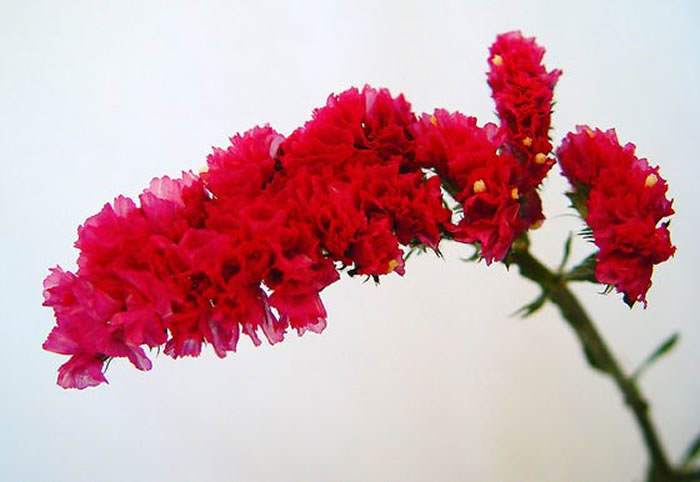 Flores de Limonium sinuatum rojas