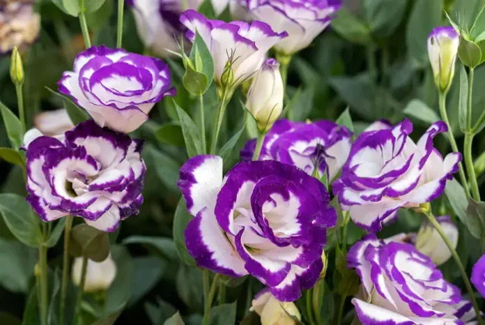 Flores de Lisianthus