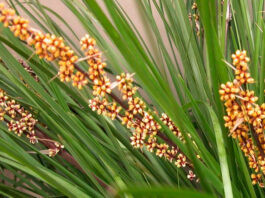 Flores de Lomandra