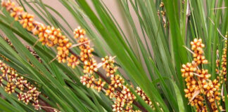 Flores de Lomandra