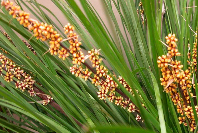 Flores de Lomandra