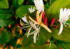 Flores de Lonicera japonica